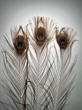 Pávatoll 80cm - BRONZE